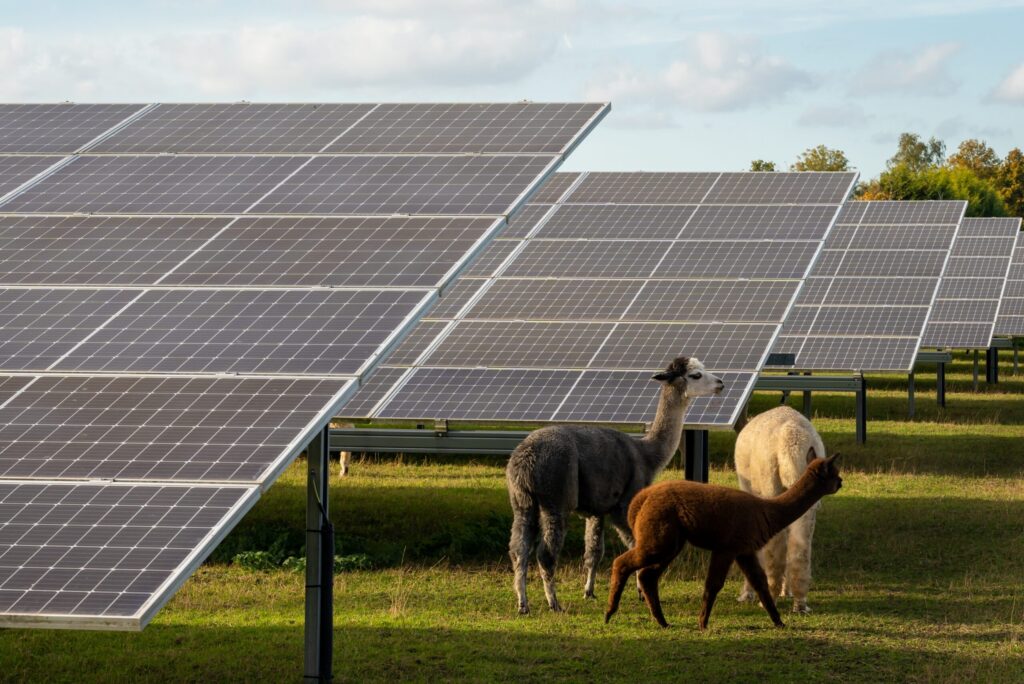 Imagine a Dual Use: Get More Per Acre From Your Solar Farm
