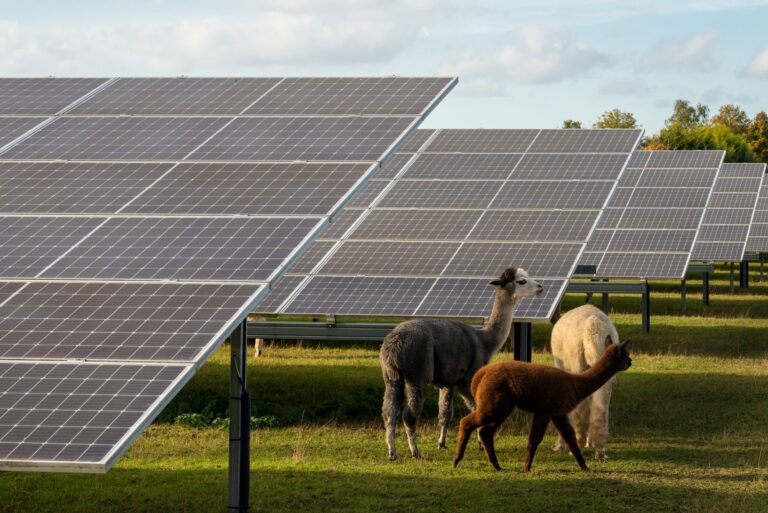 Imagine a Dual Use: Get More Per Acre From Your Solar Farm